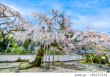 京都 桜満開の醍醐寺 ~太閤しだれ桜~ 京都 桜満開の醍醐寺 ~太閤しだれ桜~ 106257338