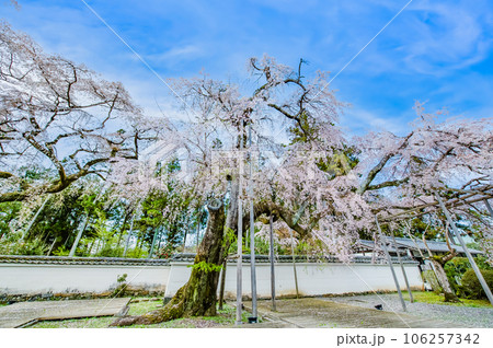 京都 桜満開の醍醐寺 ~太閤しだれ桜~ 京都 桜満開の醍醐寺 ~太閤しだれ桜~ 106257342