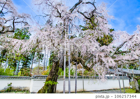 京都 桜満開の醍醐寺 ~太閤しだれ桜~ 京都 桜満開の醍醐寺 ~太閤しだれ桜~ 106257344