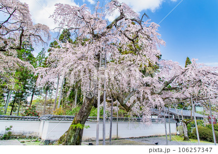 京都　桜満開の醍醐寺　～太閤しだれ桜～ 106257347
