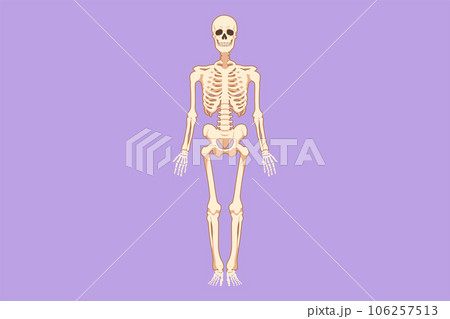 Cartoon flat style drawing front view of human skeleton image logo icon, useful for creating medical and scientific materials. Anatomy, medicine and biology concept. Graphic design vector illustration 106257513