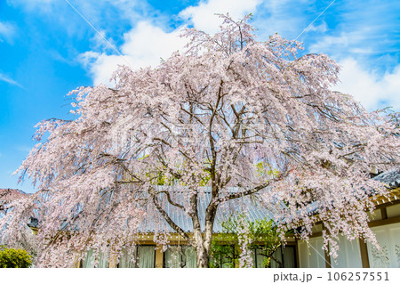京都　桜満開の醍醐寺　～霊宝館のしだれ桜～ 106257551