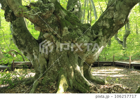あがりこ大王の根元　奇形巨木ブナ 106257717