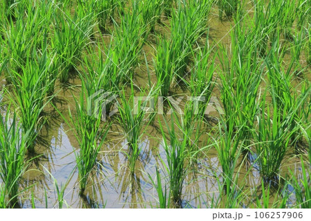 田植え 106257906