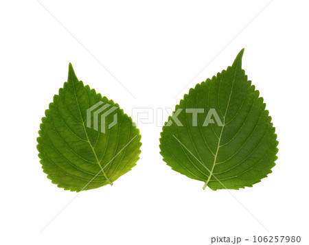 エゴマ エゴマ 106257980