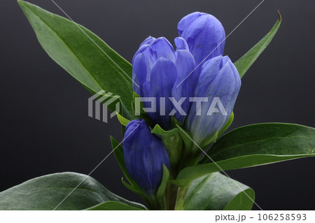 黒背景に竜胆の花 黒背景に竜胆の花 106258593