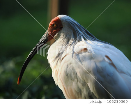 佐渡島のトキ 106259369