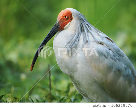 佐渡島のトキ 佐渡島のトキ 106259376