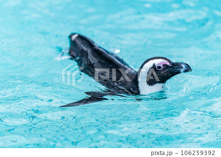 アドベンチャーワールド エントランスのケープペンギン アドベンチャーワールド エントランスのケープペンギン 106259392