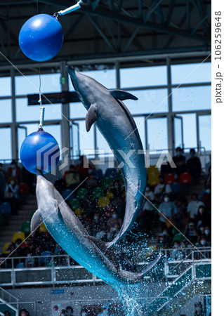 アドベンチャーワールドのイルカの写真素材 [106259648] - PIXTA