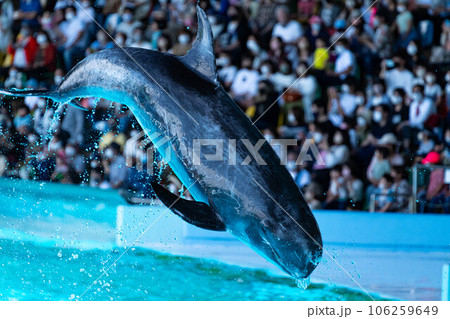 アドベンチャーワールドのハナゴンドウ 106259649