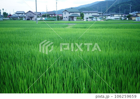 茅野市　田んぼ 106259659