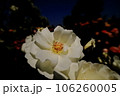 白いバラ 106260005