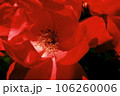 赤いバラ 106260006