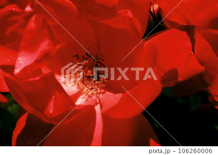 赤いバラ 106260006