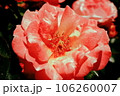 ピンクのバラ 106260007