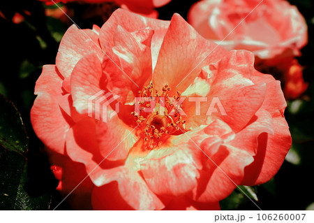 ピンクのバラ 106260007