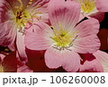 ピンクの花 106260008
