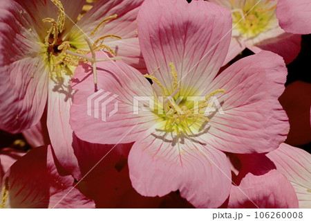 ピンクの花 106260008