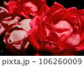 赤いバラ 106260009
