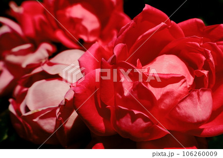 赤いバラ 106260009