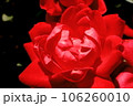 赤いバラ 106260010