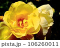 黄色いバラ 106260011