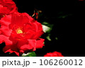 赤い花 106260012