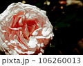 輝くバラ 106260013