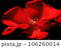 赤い薔薇 106260014