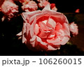 ピンクのバラ 106260015