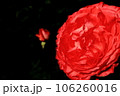 赤いバラ 106260016