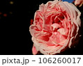 暗闇に浮かぶピンクのバラ 106260017