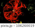 赤いバラ 106260019