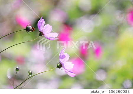 美しいコスモス畑 106260088