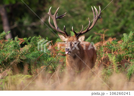 Portrait of a red deer stag in autumn, UK. 106260241