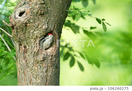Great spotted woodpecker juvenile sitting in a tree hole in spring Great spotted woodpecker juvenile sitting in a tree hole in spring 106260275