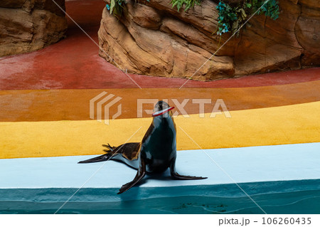 アドベンチャーワールドのアニマルアクション アドベンチャーワールドのアニマルアクション 106260435