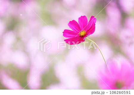 美しいピンクのコスモス 美しいピンクのコスモス 106260591
