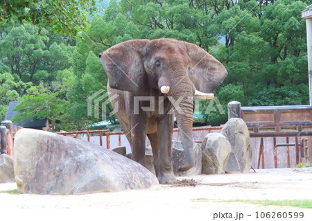ナイトサファリ開催日の広島市安佐動物公園のサバンナゾウのタカ 106260599