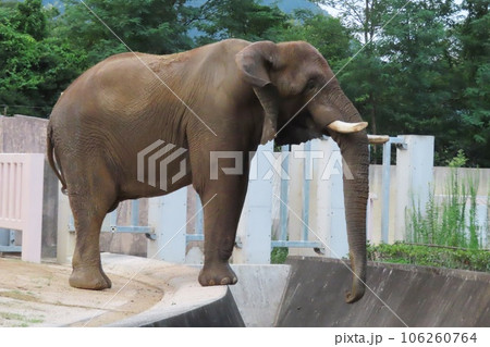 ナイトサファリ開催日の広島市安佐動物公園のサバンナゾウのタカ ナイトサファリ開催日の広島市安佐動物公園のサバンナゾウのタカ 106260764