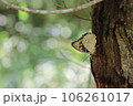 国蝶も一休み　オオムラサキ 106261017