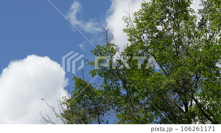 宮崎県小林市三之宮峡の夏の空に木の枝が茂る 106261171