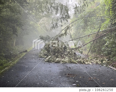豪雨による倒木災害 豪雨による倒木災害 106261250
