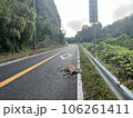 動物事故 106261411