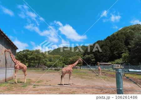 【山口県】秋吉台自然動物公園サファリランドのアミメキリン 106261486
