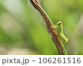あんまり見ないで・・・ツチイナゴの幼虫 106261516