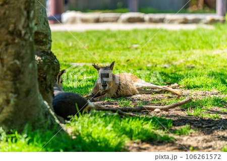 アドベンチャーワールドのマーラ 106261572