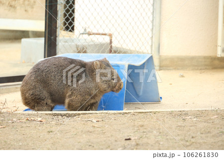 かわいいウォンバット 106261830