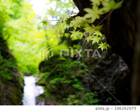初夏のモミジと背景には滝 106262075